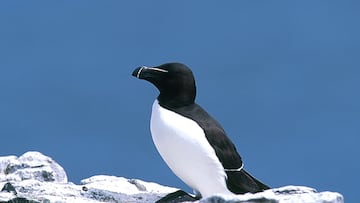 Un pingüino aparece en una playa de Alicante