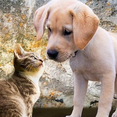 ¿Qué pasa con las mascotas en una herencia y quién tiene que hacerse cargos de los perros o gatos?