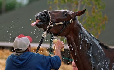 Burnham Square recibe un relajante y refrescante baño, de manos de su cuidador, tras un duro entrenamie matutino con vistas a su preparación para la 151ª edición Derby de Kentucky.  La tradicional y emblemática carrera, la primera etapa de la Triple Corona, tendrá lugar el próximo sábado 3 de mayo en Churchill Downs, en Louisville (Kentucky).