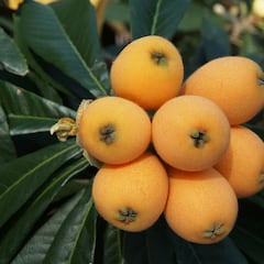 La peculiar fruta española que sirve para adelgazar