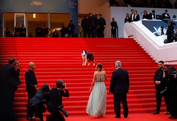 Messi, el perro de la película Anatomía de una Caída, película ganadora de la Palma de Oro de la anterior edición, interactúa con Laura Martin Contini, entrenadora de perros para el cine.