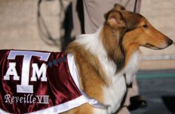 Un "Collie" -como la famosa perra Lassie- es quien representa a la Universidad Texas A&M.