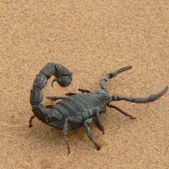 Una plaga de escorpiones mata a tres personas en Egipto