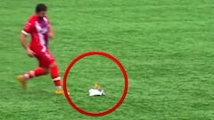 Una gaviota cae ‘muerta’ en pleno partido y un jugador le salva la vida de la manera más surrealista