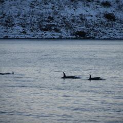 La imagen de orcas cazando tiburones que asombra a los científicos: “Podría estar creando un paisaje del miedo”