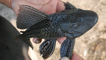 Qué es el Pez Diablo y cuál es el comportamiento de la especie que esta terminando con la mojarra en Veracruz (Actualidad)