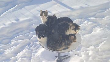 El problema de Elon Musk con los gatos y las antenas de sus satélites Starlink