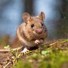 Virus Hanta: qué es, cómo se contagia y qué tratamientos existen