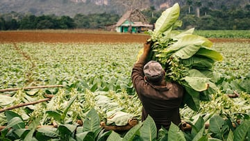 Tobacco farmers collecting tobacco leaves in a beautiful green landscape with a local house in background. Vinales, Cuba