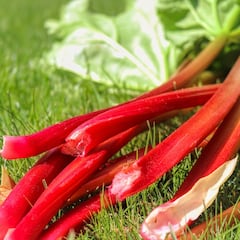 El superalimento para reducir el colesterol y mejorar la digestión