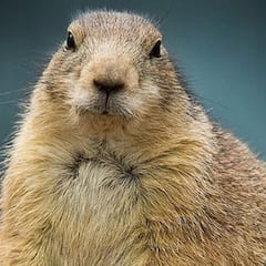 Día de la Marmota 2021: qué es, por qué se celebra y cuál es su origen