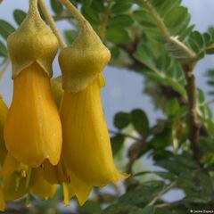 Así es el Toromiro, el árbol extinto en Rapa Nui, que fue arrasado por el incendio en el Jardín Botánico de Viña del Mar