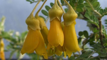 Así es el Toromiro, el árbol extinto en Rapa Nui, que fue arrasado por el incendio en el Jardín Botánico de Viña del Mar