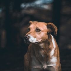 Día Mundial del Perro Sin Raza: Descubre las ventajas genéticas de los mestizos chilenos