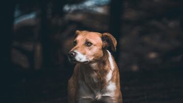 Día Mundial del Perro Sin Raza: Descubre las ventajas genéticas de los mestizos chilenos