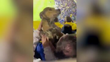 El perro que alentó a Boca ante Pereira en La Bombonera