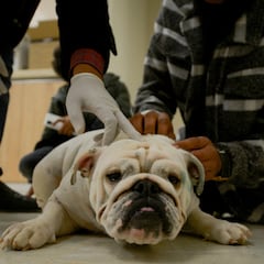 What is the most popular dog breed in the US in 2023?