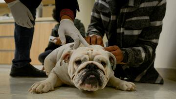 After three decades, the Labrador retriever has been ousted as the United States’ favorite purebred dog. Its replacement? The flat-faced French bulldog.