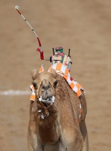 Se celebr車 en Dubai la Al Marmoom Heritage Festival, un acontecimiento que promueve el deporte tradicional de la carrera de camellos en la regi車n. Los participantes lo hacen a trav谷s de un jinete rob車tico con control remoto.