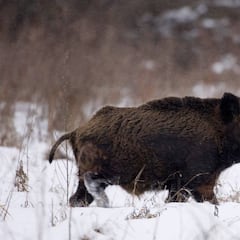 Los animales salvajes que viven en Chernobyl