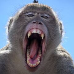 Un mono alcohólico mata a una persona y hiere a 250 en la India