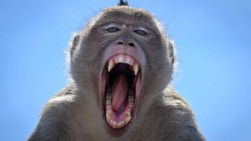 Un mono alcohólico mata a una persona y hiere a 250 en la India