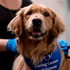 Los perros y los gatos también pueden infectarse y contagiar el coronavirus a los humanos