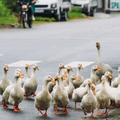 Hombre muere atropellado intentando salvar a unos patos