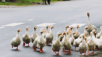 Hombre muere atropellado intentando salvar a unos patos