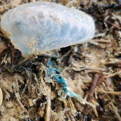 Una invasión de carabelas portuguesas obliga a cerrar las playas en Galicia