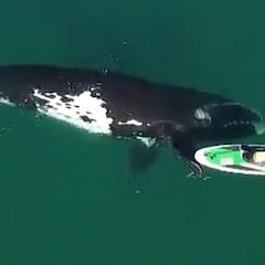 "Creo que hoy hice el mejor vídeo de mi vida de ballenas grabadas en dron"