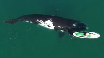 Una ballena empuja con su aleta a una surfista con su tabla de paddle surf en Puerto Madryn (Argentina), el 2 de septiembre del 2021.