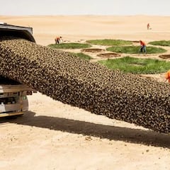 Llevaron millones de abejas para salvar el Sáhara y acabaron derretidas: la solución para frenar el desierto acabó siendo la geometría