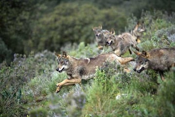 Mana de lobos