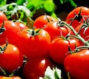 El sistema de defensa de los tomates