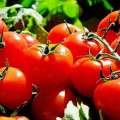 El sistema de defensa de los tomates