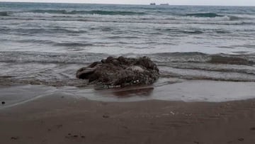 Un calamar gigante aparece muerto en una playa de Castellón