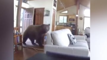 De película: un oso se cuela en el living de una casa tras reventar la puerta principal