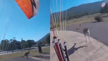 Un hombre aterriza en paracaídas y se pelea con un canguro