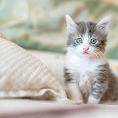 Descubren una nueva especie de gato: ojo a su sorprendente e inimaginable tamaño