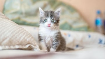 Descubren una nueva especie de gato: ojo a su sorprendente e inimaginable tamaño