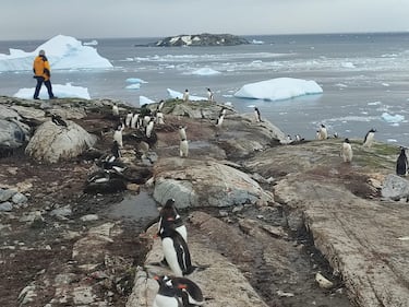 Manuel Berrocoso, científico: “La Antártida nos está mostrando una actividad geodinámica extraordinaria”