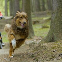 Sin duda, el mejor vídeo de un perro, un hombre y deporte de acción