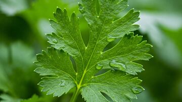 Studies have linked the chemical taste that many people experience when eating coriander to a mutation in the genes encoding certain taste receptors.