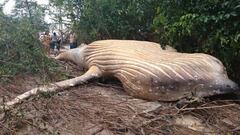 Ballena jorobada en el Amazonas