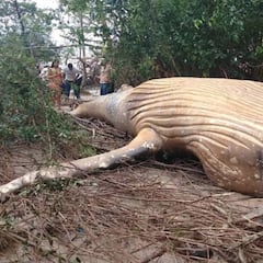 Encuentran una ballena jorobada de 8 metros en plena selva amazónica