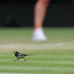 Wimbledon 2022: Tournament organizers appeal WTA’s $1 million fine for ban on Russia