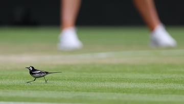 Wimbledon organizers are appealing the $1 million fine slapped on them for banning Russian and Belarusian players from participating in the tournament.