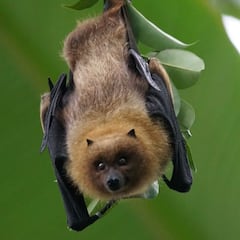 Un estudio señala lo que puede provocar la próxima pandemia