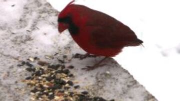 El invierno no es la mejor &eacute;poca para el b&eacute;isbol aunque quiz&aacute;s este cardenal tenga otra cosa en mente.